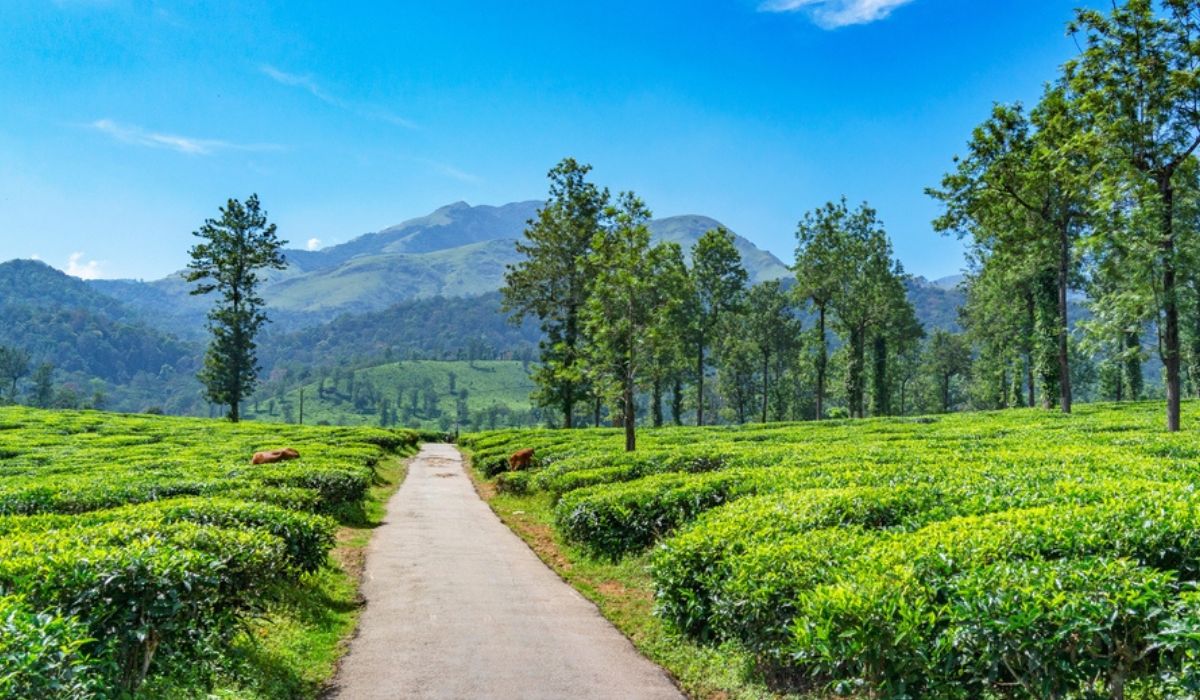 Ooty Adventures: Misty Trails, Thrilling Escapes