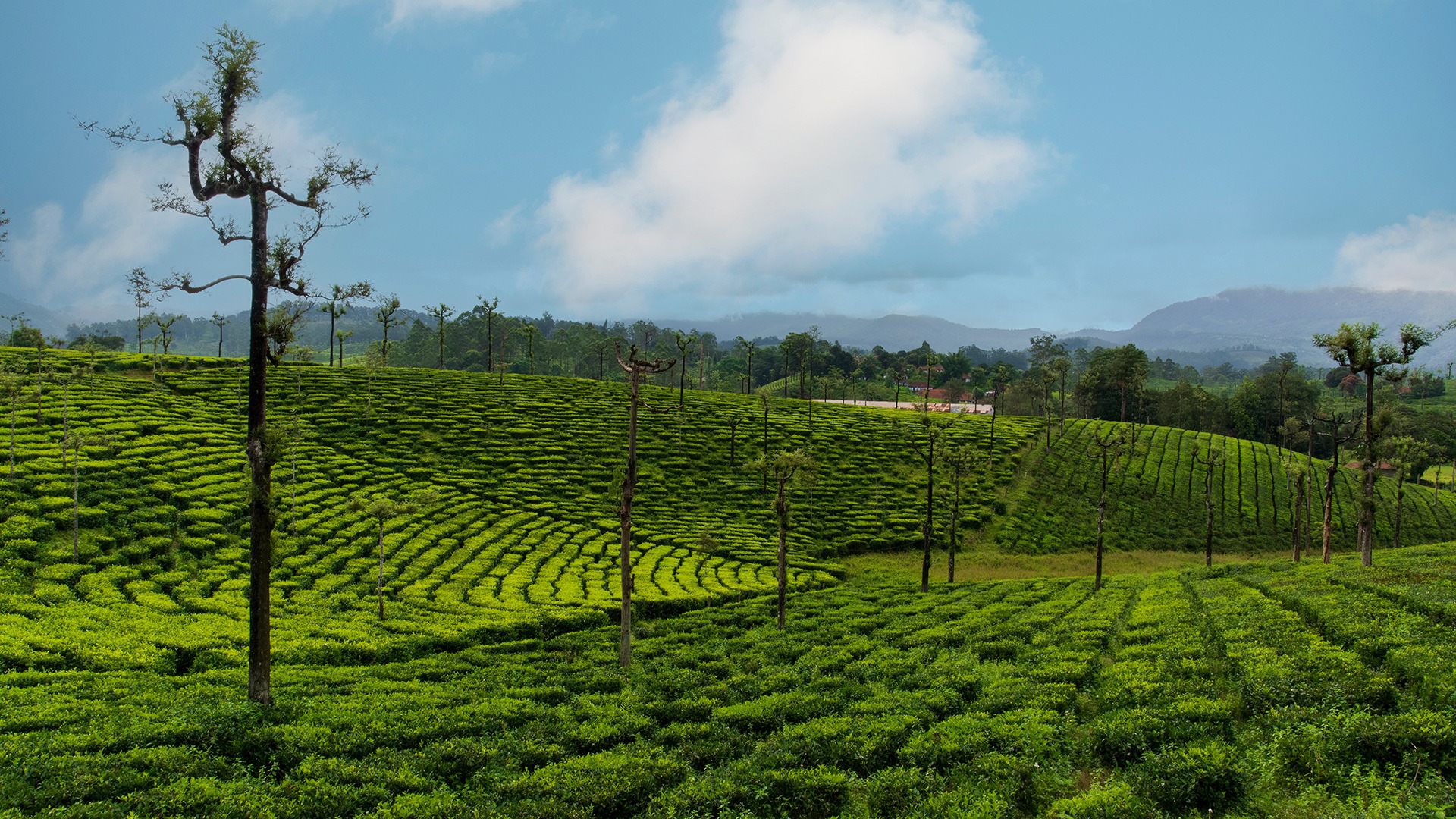 Coorg, Mysore, Ooty: The Perfect South India Getaway