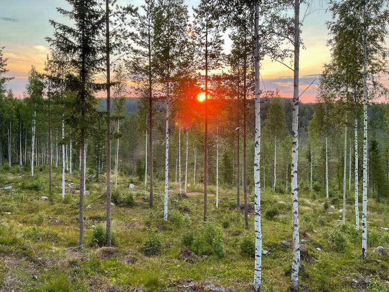 Bear Centre, Kuhmo