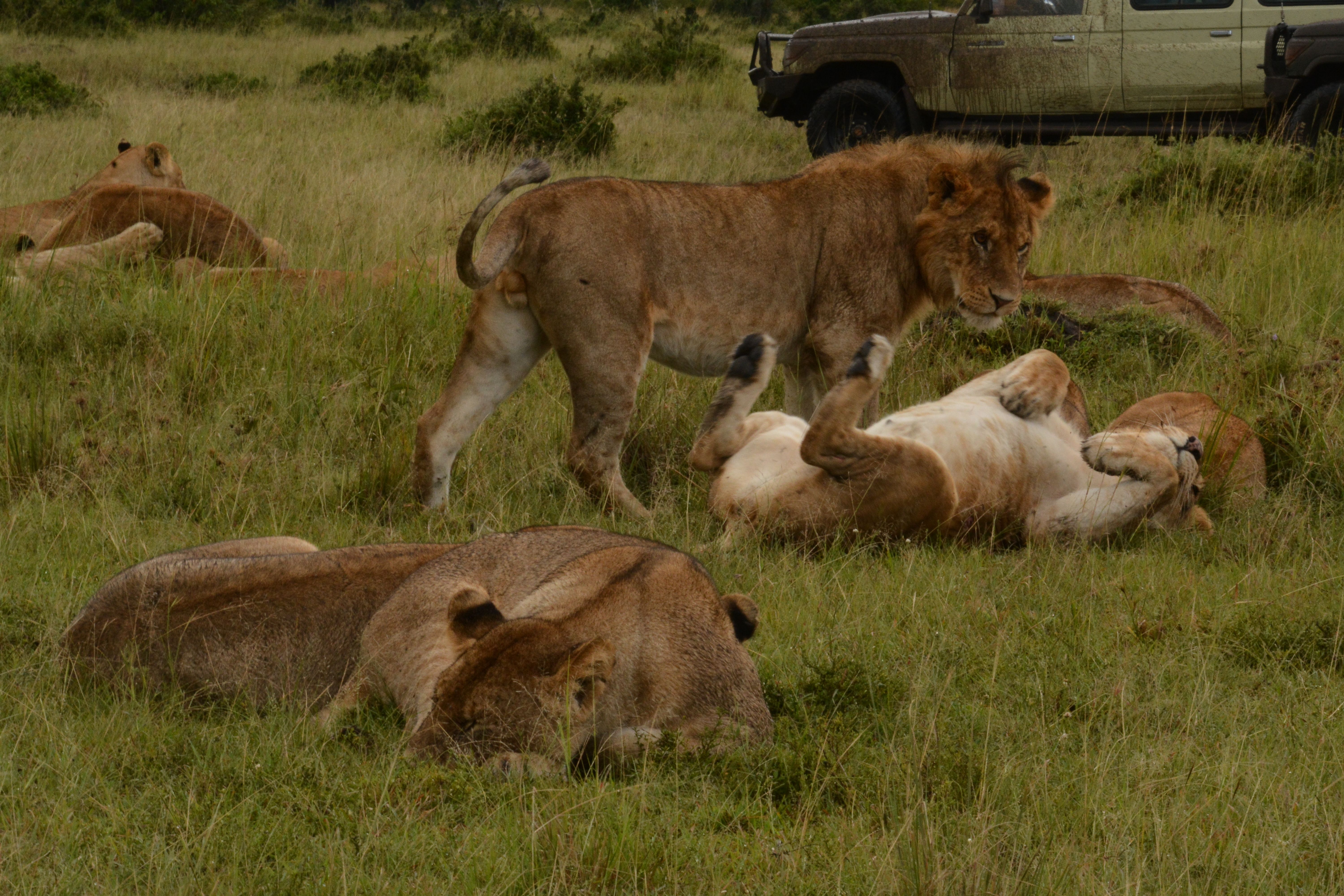 Kenya & Amboseli Safari