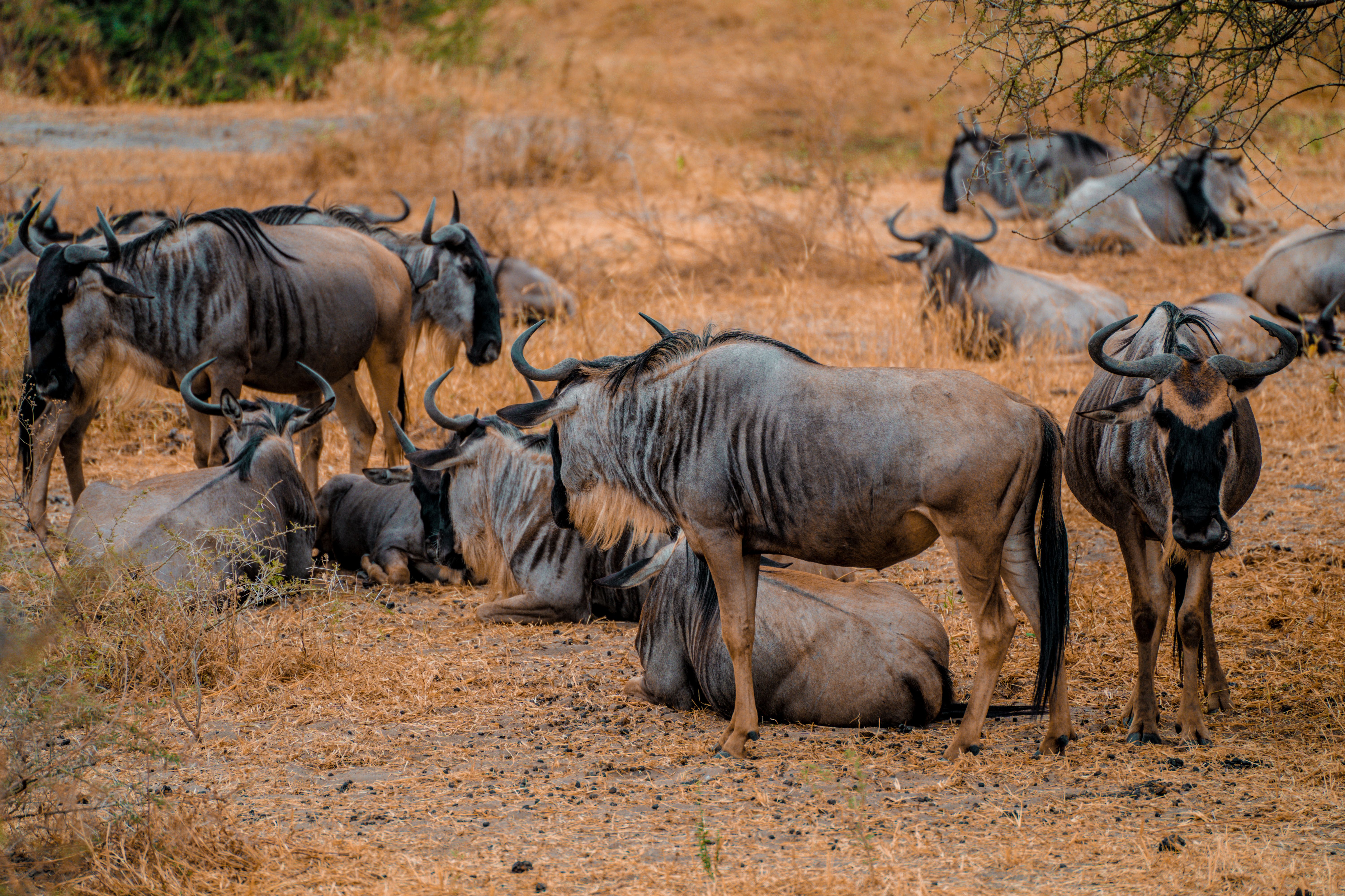 Kenya & Tanzania Safari